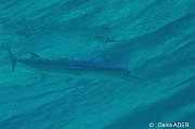 Strongylura notata Orphie queue jaune-Bonaire Tolo-9m-20180222-Denis-ADER-DSC_7557_tn